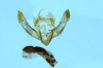 <i>Hoplodrina blanda</i>