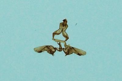 <i>Bactra lancealana</i>