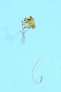 <i>Cilix hispanica</i>