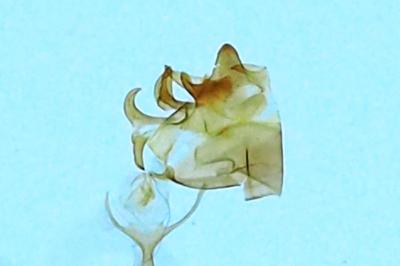 <i>Cilix hispanica</i>