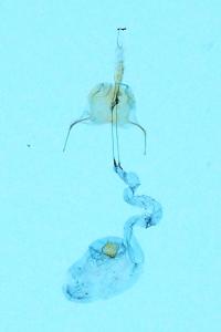 <i>Agnoea josephinae</i>