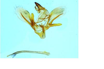 <i>Hyloicus pinastri</i>