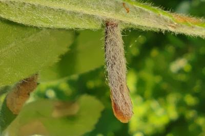 <i>Coleophora hemerobiella</i>