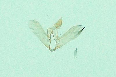 <i>Eudonia delunella</i>