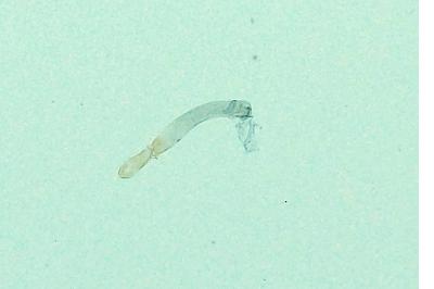 <i>Eudonia delunella</i>