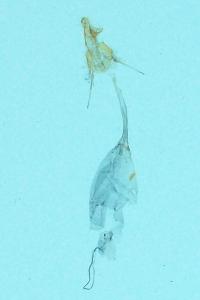 <i>Apomyelois bistriatella</i>