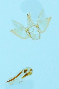 <i>Eupithecia abbreviata</i>