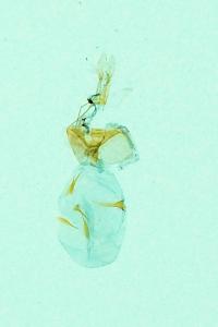 <i>Clavigesta sylvestrana</i>