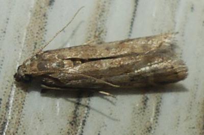 <i>Ephestia</i>