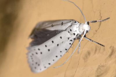 Yponomeuta cagnagella