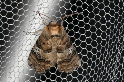 <i>Tethea ocularis</i>