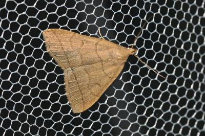 <i>Herminia tarsipennalis</i>