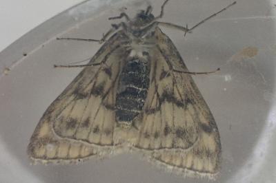 <i>Sitochroa verticalis</i>