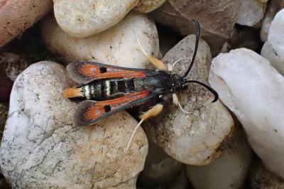 <i>Pyropteron chrysidiforme</i>