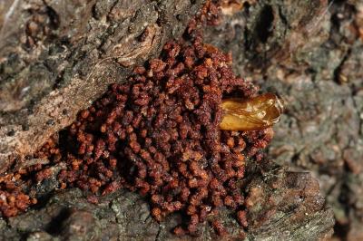 <i>Enarmonia formosana</i>
