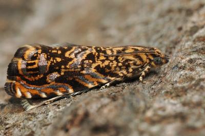 <i>Enarmonia formosana</i>
