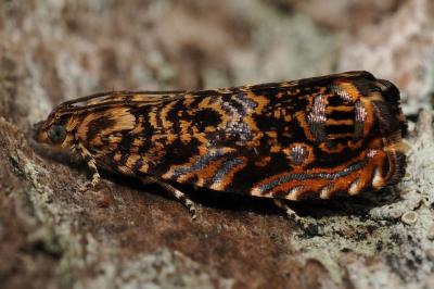 <i>Enarmonia formosana</i>