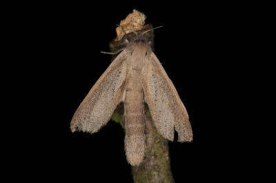 Phragmataecia castaneae