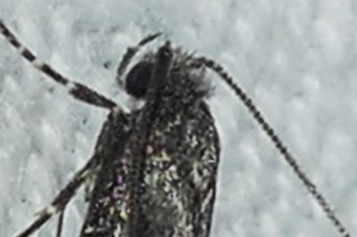 Elatobia fuliginosella
