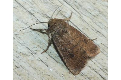 <i>Hoplodrina octogenaria</i>