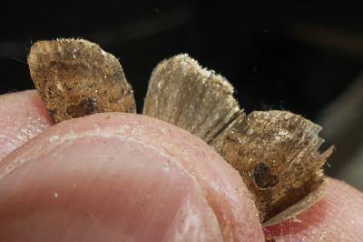<i>Hoplodrina octogenaria</i>