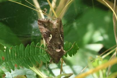 <i>Autographa gamma</i>
