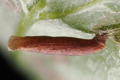 <i>Coleophora trigeminella</i>