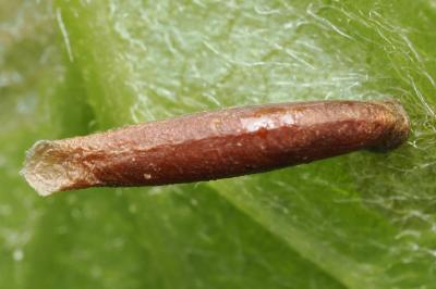 <i>Coleophora trigeminella</i>