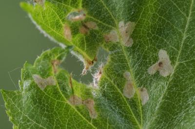 <i>Coleophora trigeminella</i>