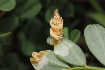 <i>Coleophora colutella</i>
