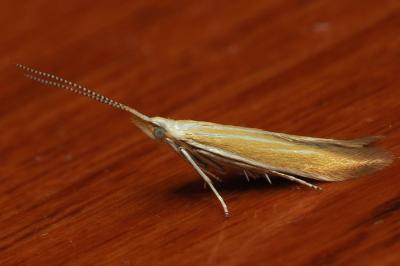 <i>Coleophora colutella</i>
