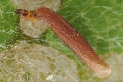 <i>Coleophora trigeminella</i>