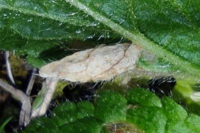 <i>Coleophora paucinotella</i>