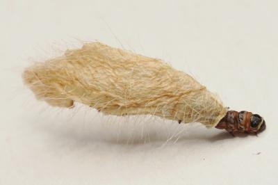 <i>Coleophora paucinotella</i>