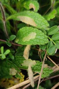 <i>Coleophora paucinotella</i>