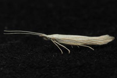 <i>Coleophora paucinotella</i>