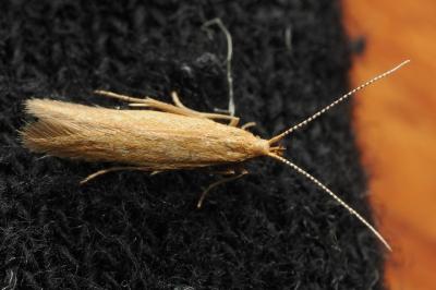 <i>Coleophora solitariella</i>