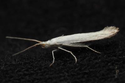 <i>Coleophora kuehnella</i>