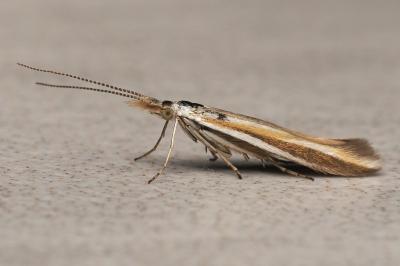 <i>Coleophora vibicigerella</i>