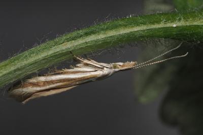 <i>Coleophora vibicigerella</i>