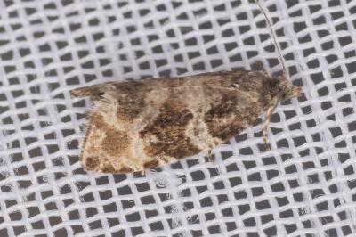 <i>Celypha</i>