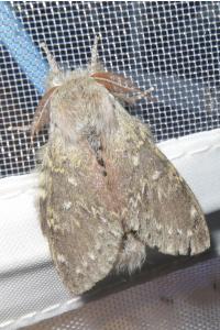 <i>Stauropus fagi</i>