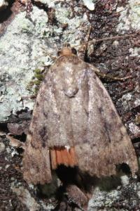 <i>Amphipyra berbera/pyramidea</i>