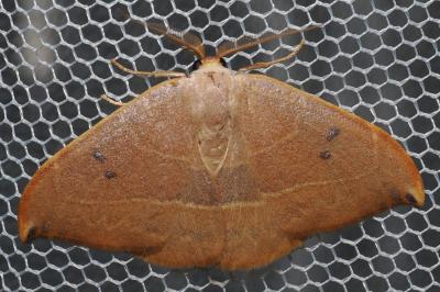 <i>Watsonalla uncinula</i>