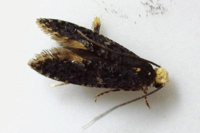 <i>Monopis laevigella/weaverella</i>