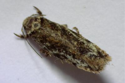 <i>Psoricoptera gibbosella</i>