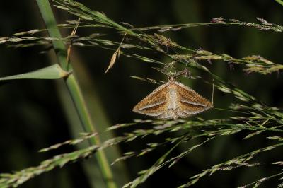 <i>Chariaspilates formosaria</i>