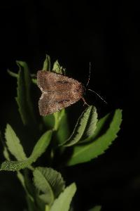 <i>Coenophila subrosea</i>