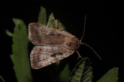 <i>Coenophila subrosea</i>