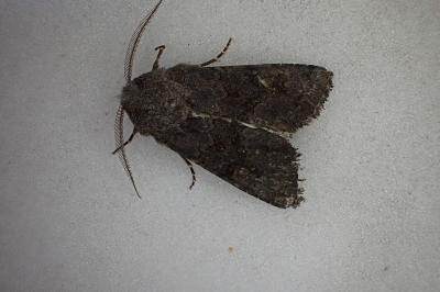 <i>Aporophyla lueneburgensis</i>